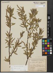 Foto von Salix alba subsp. alba L.